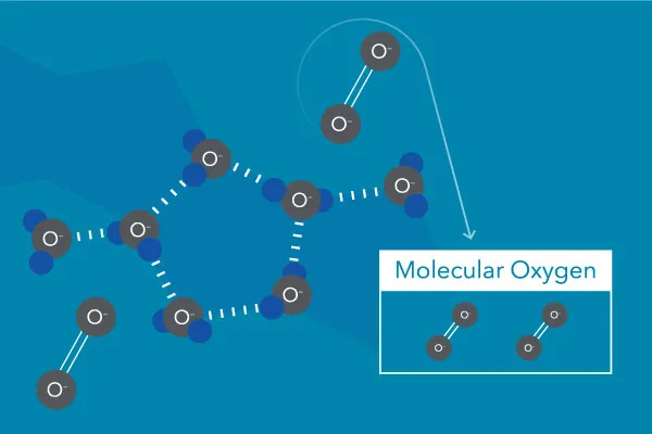 溶解在水中的分子氧（圈）。分子氧不是來自水分子中的氧（ H2O ).